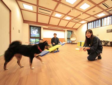 屋内ドッグラン「マイン・マイン」 