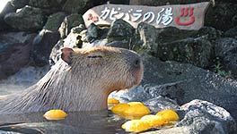 伊豆シャボテン公園